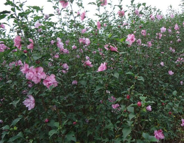 木槿基地