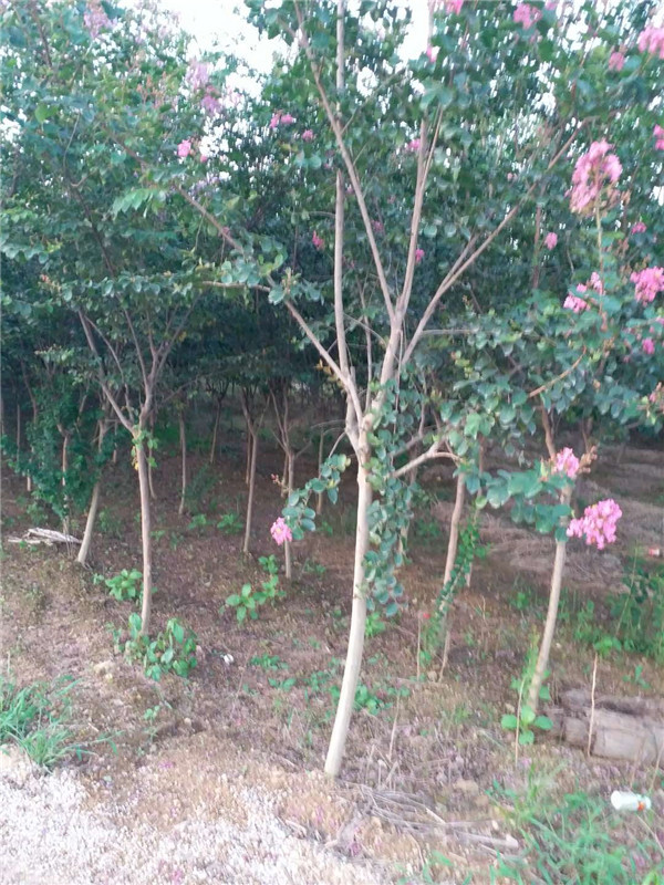 紫薇基地