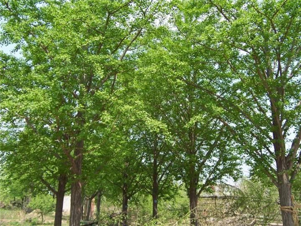 银杏基地
