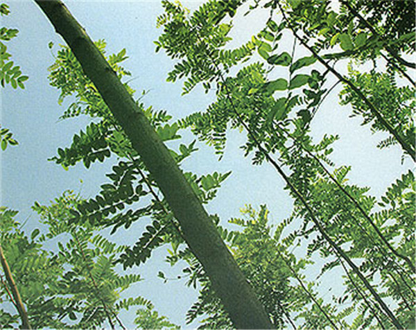 香花槐