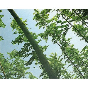 香花槐
