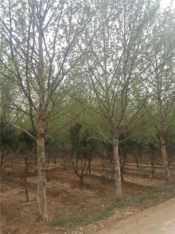 法桐基地