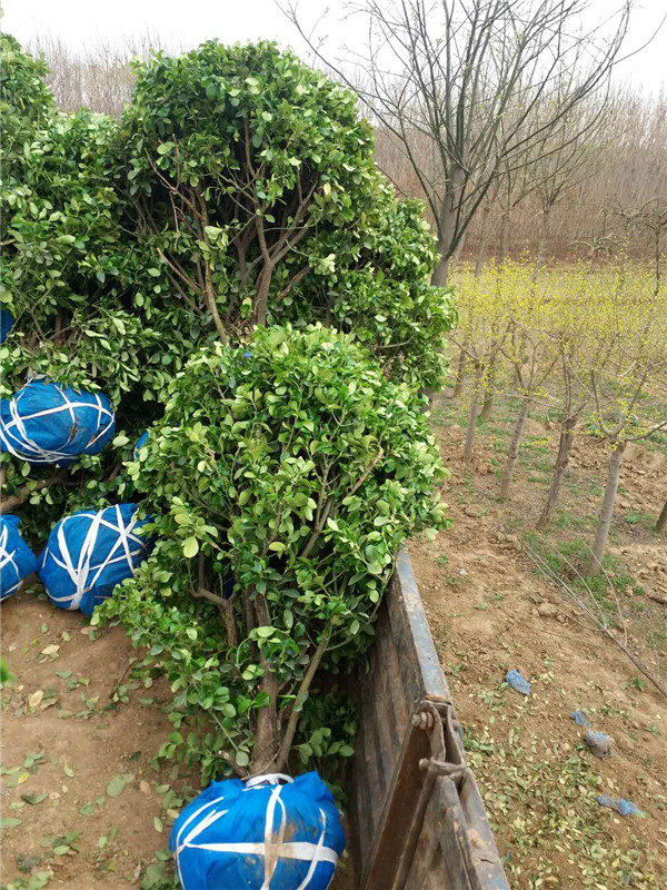 冬青球基地
