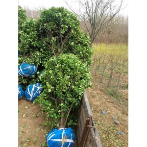 冬青球基地