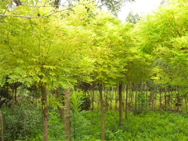 矮接金枝槐