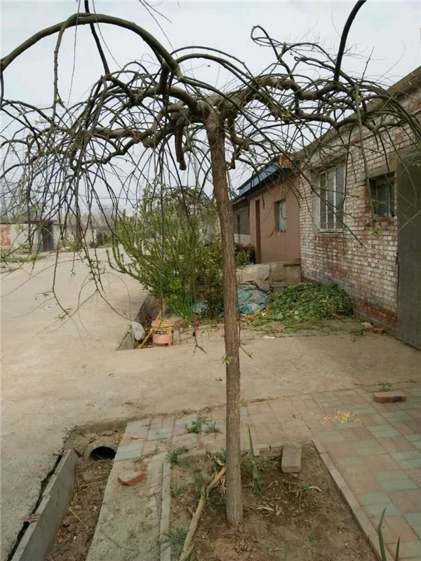 龙爪槐