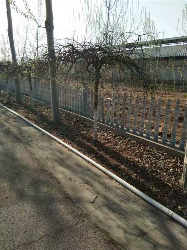 龙爪槐基地