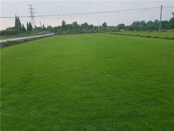 百慕大草坪