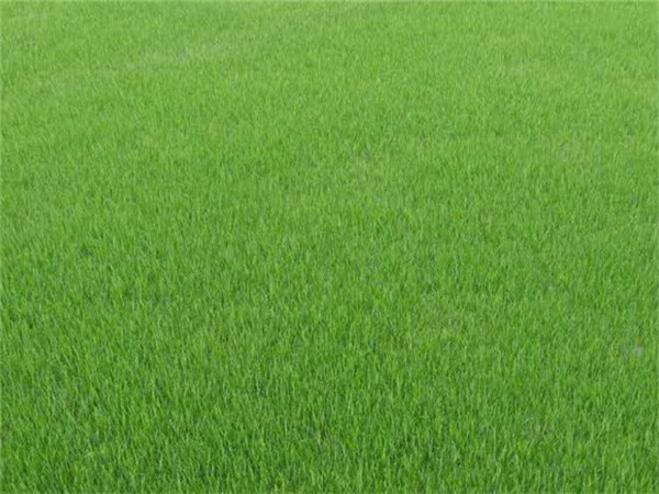 草皮