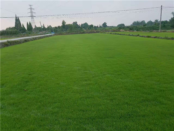百慕大草坪基地