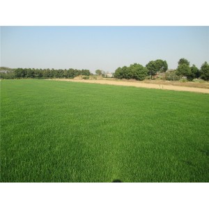 高羊茅草坪