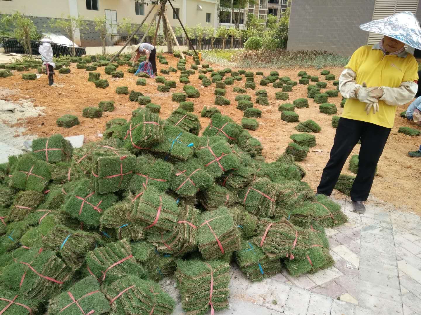 台湾草皮
