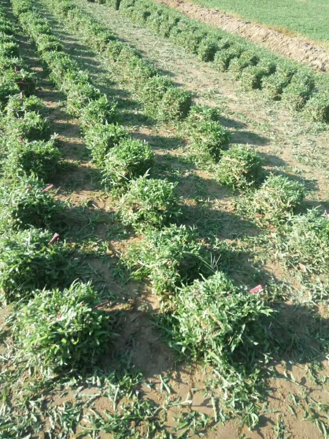 大叶油草