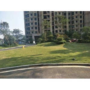 小区草坪/市政/公路绿化草坪