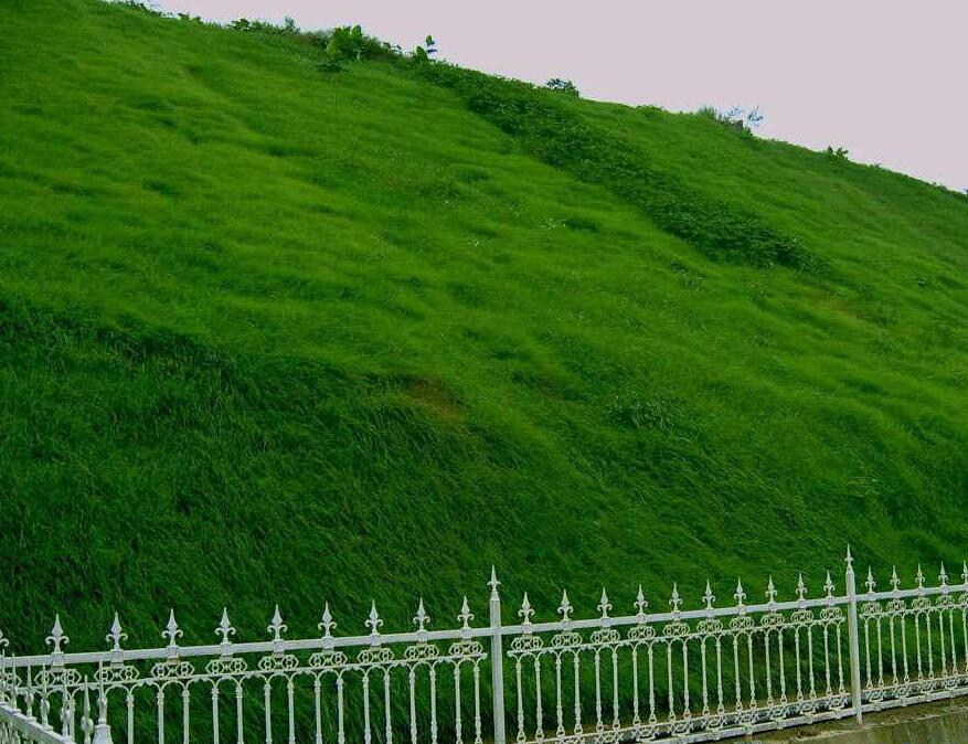 狗牙根草坪