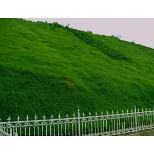 狗牙根草坪