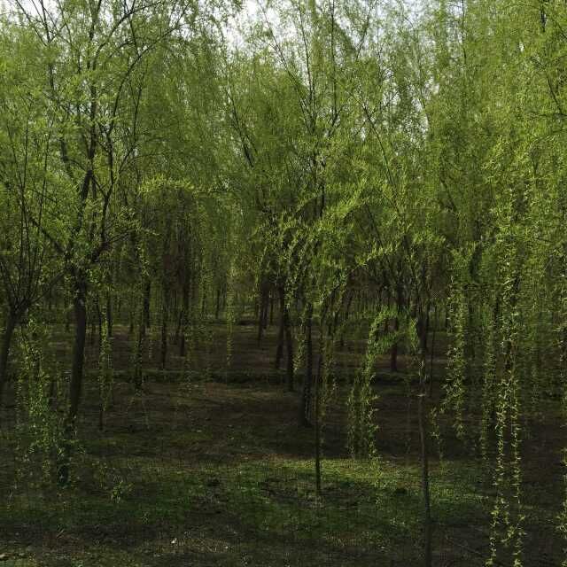 青丝垂柳