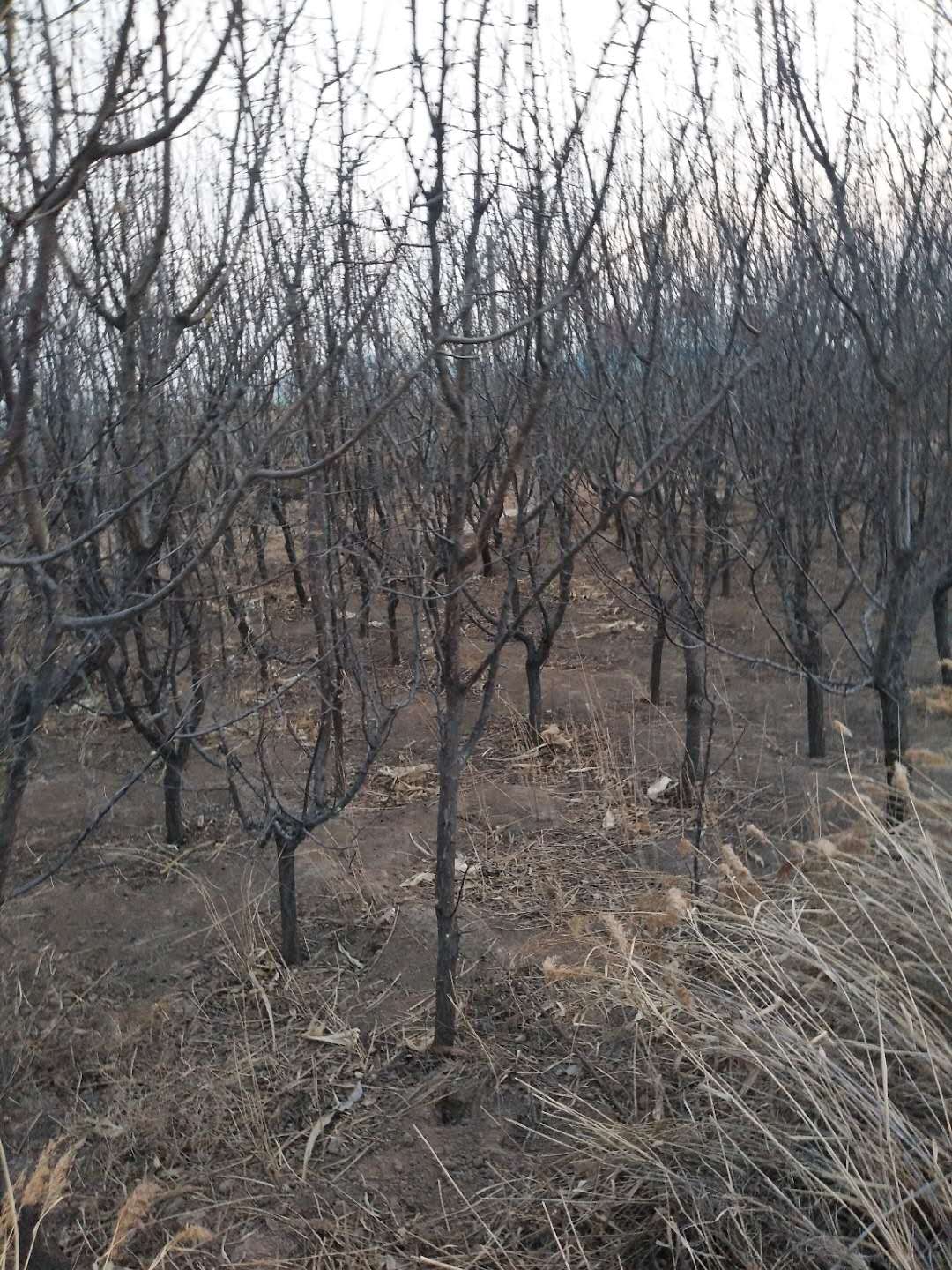 杏树