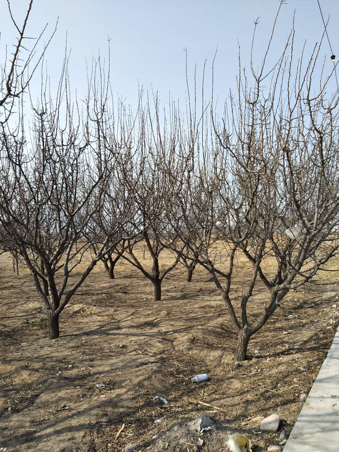 山杏