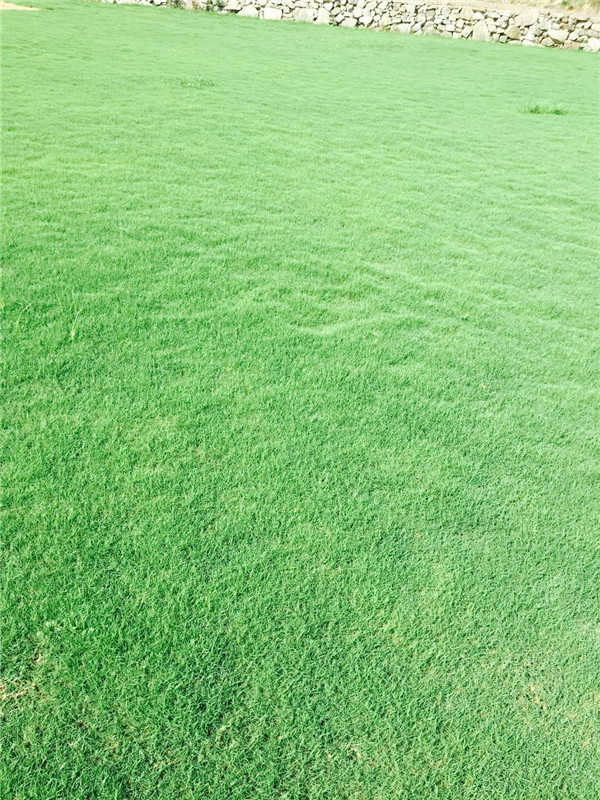 百慕大草坪