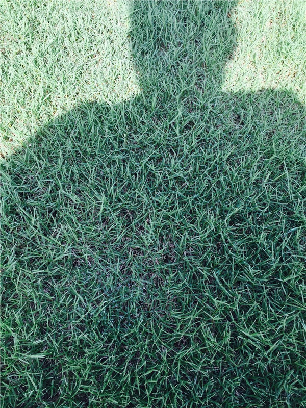 百慕大草坪价格