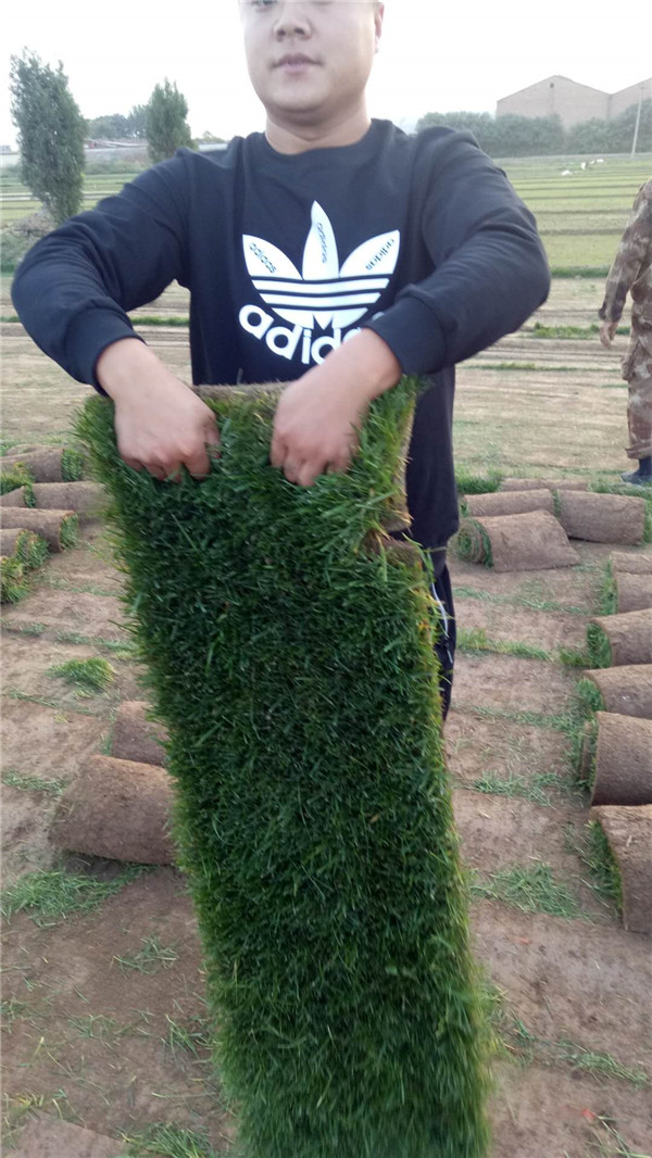 早熟禾