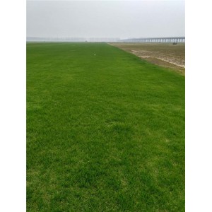 果岭草草坪基地