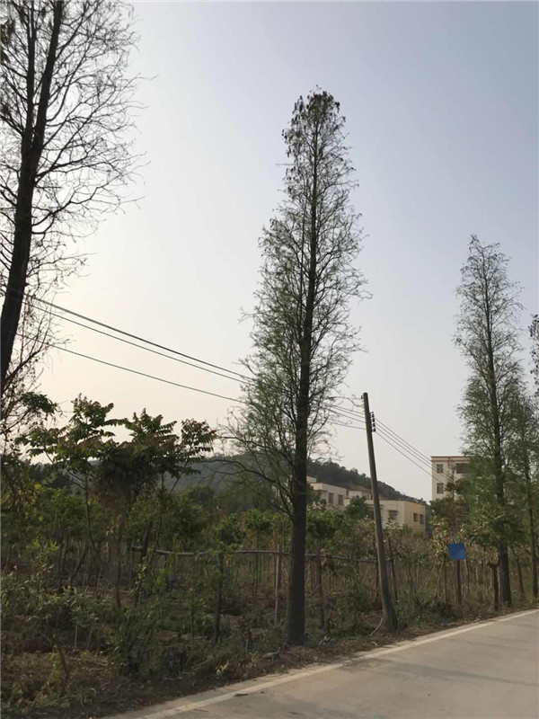 落羽杉树基地