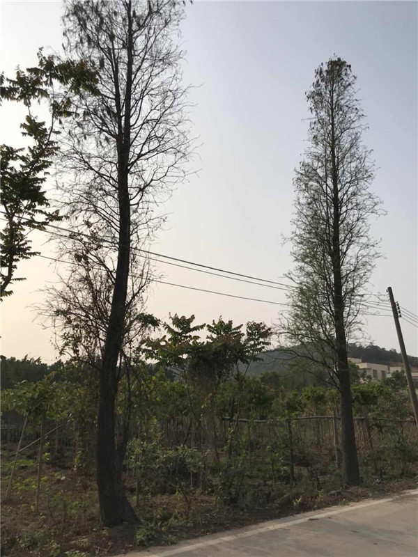 落羽杉基地