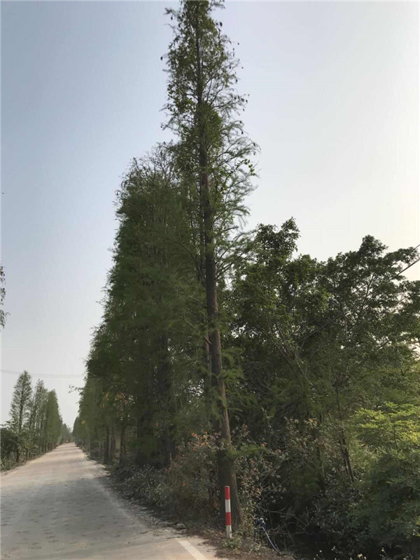 落羽杉基地