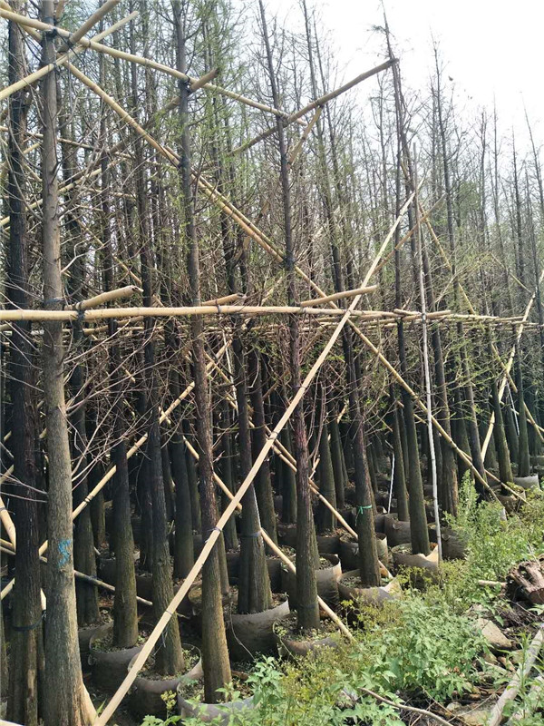 落羽杉袋苗