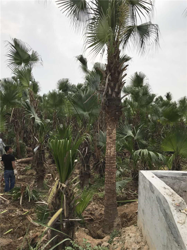 蒲葵树