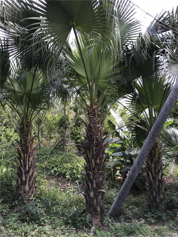 蒲葵基地