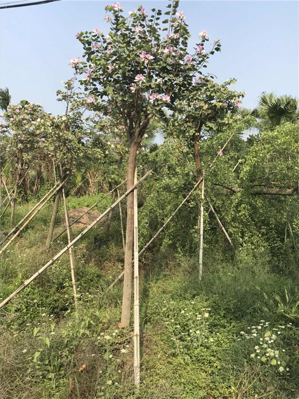 宫粉紫荆