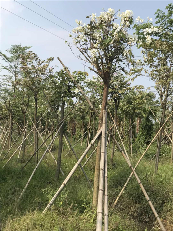 宫粉紫荆