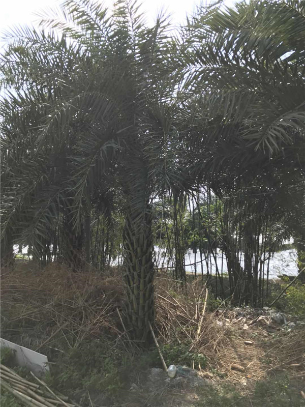 中东海枣基地