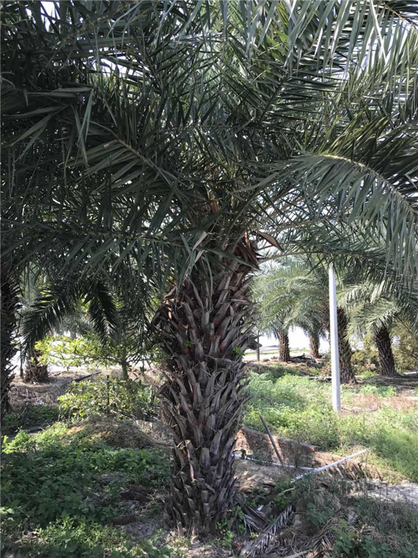 中东海枣价格