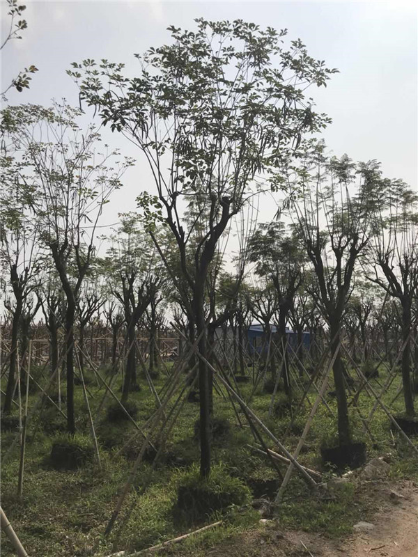 黄花风玲