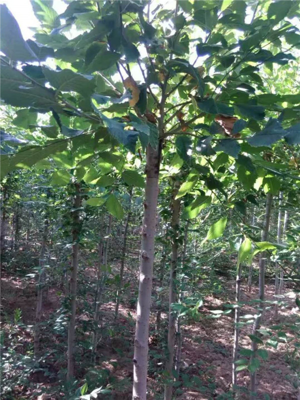 圆冠榆