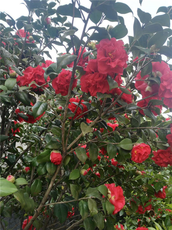 茶花