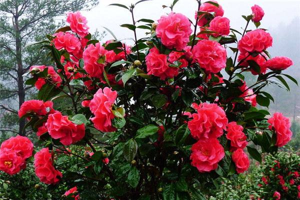 茶花基地