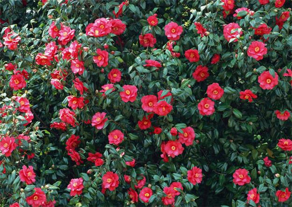 茶花供应商
