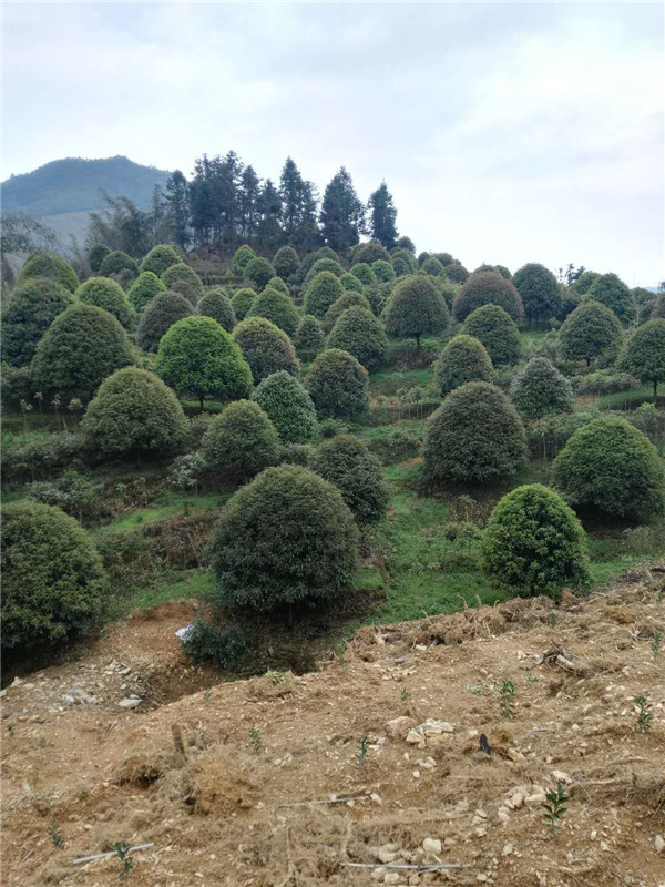 红豆杉基地