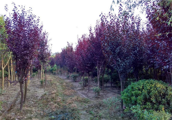 红叶李基地