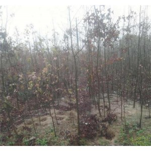 枫香价格