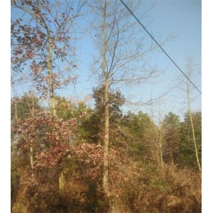 枫香基地