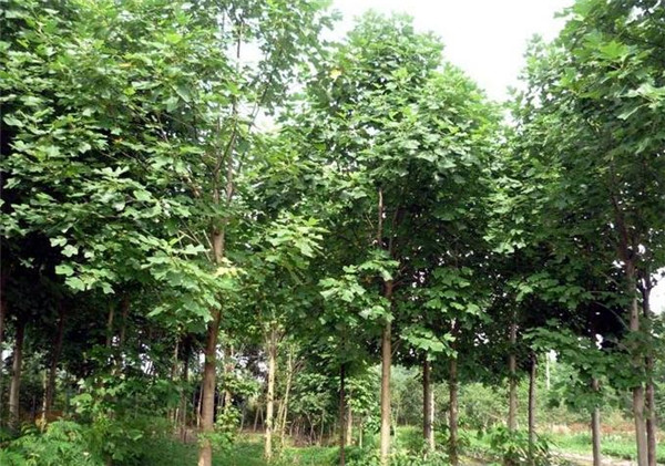 马掛木价格