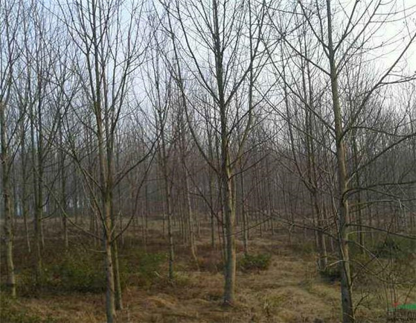 马掛木基地