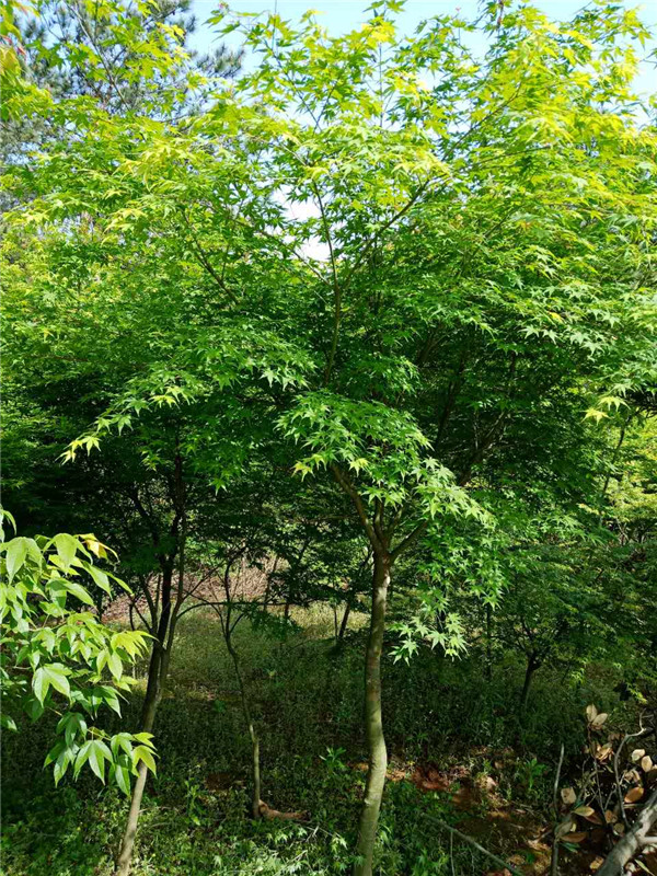 鸡瓜槭