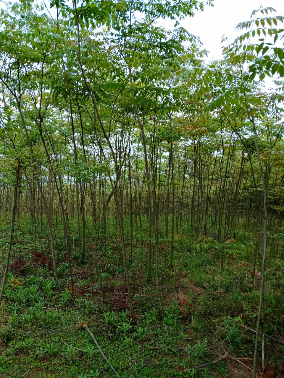 黄山栾树价格